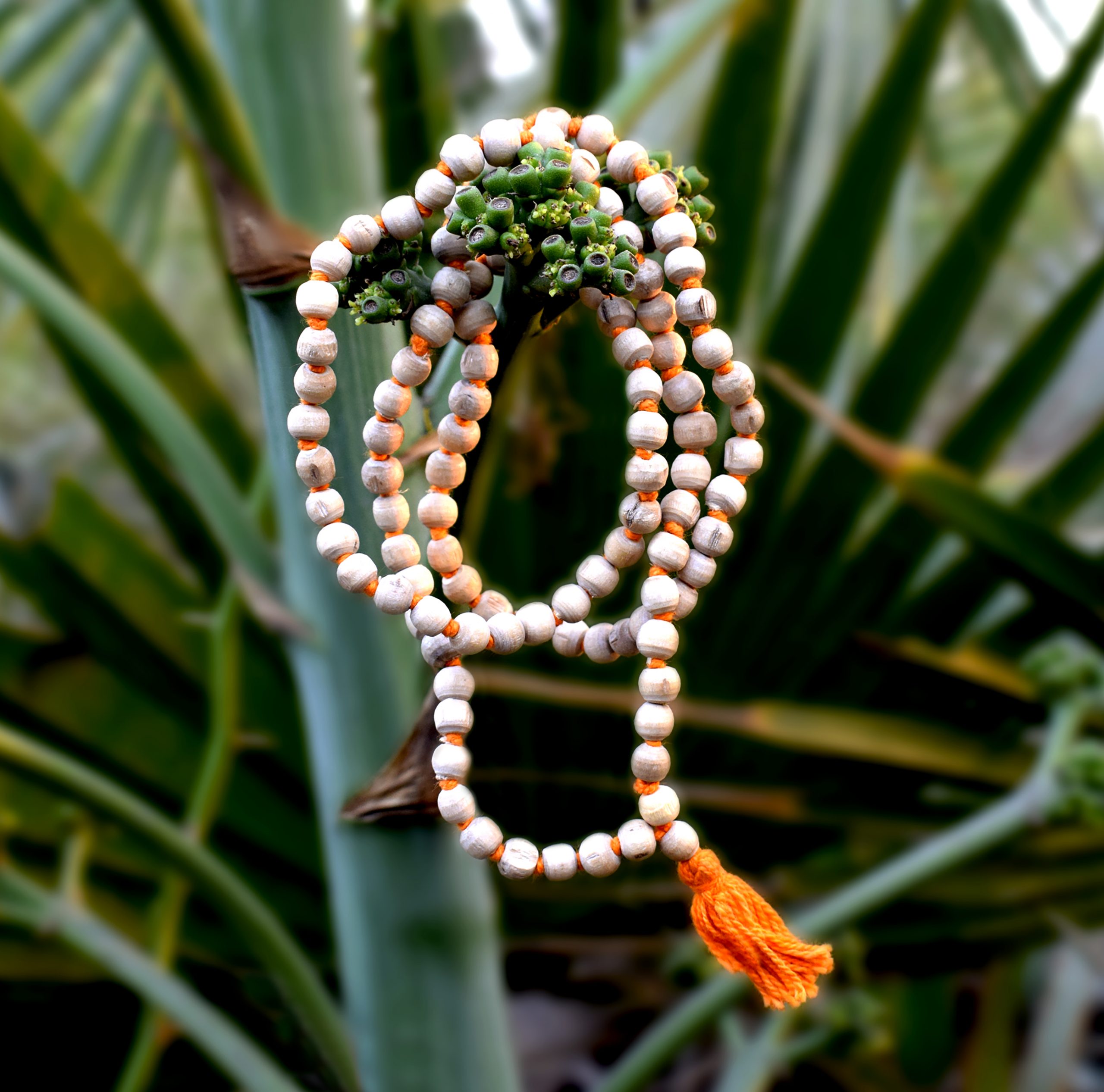 It is a product image of the original tulsi mala that has 108 beads garland made up of tulsi leaves hanging on branches of the tree by the Prabhu Bhakti portal.