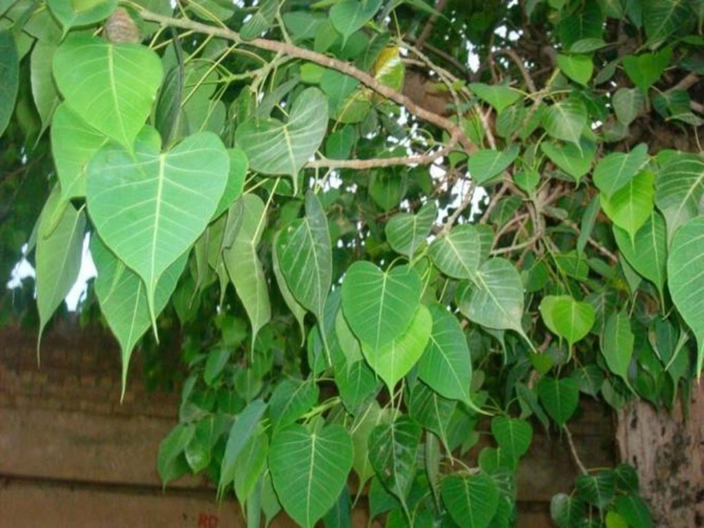 peepal leaf
